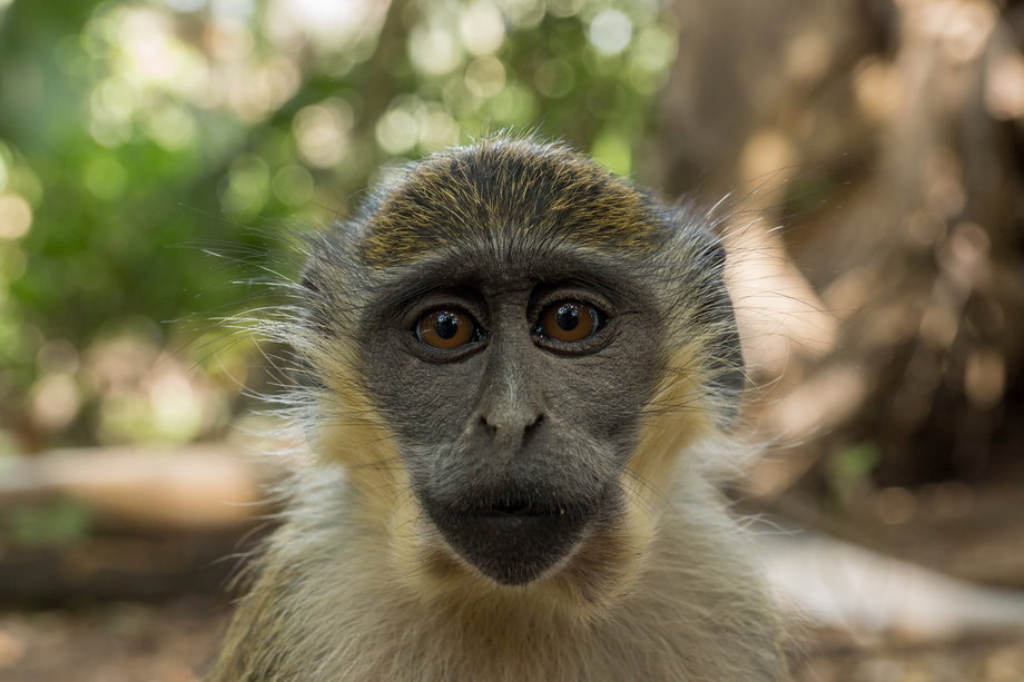 Zielona małpa, Gambia