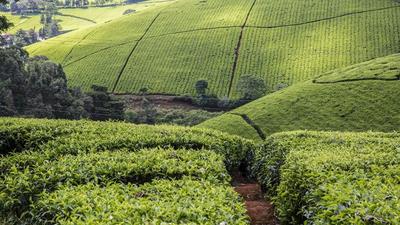 A tea farm in Kenya