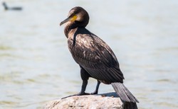 "Masakra kormoranów" na Jeziorze Tonowskim. Podejrzani w rękach policji