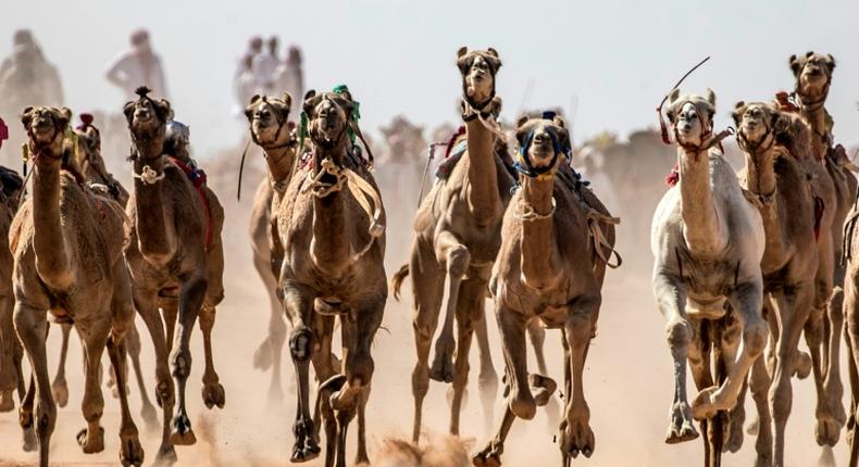 Camels run on a dirt track during a race in Egypt's South Sinai desert after a hiatus of more than six months due to the coronavirus outbreak