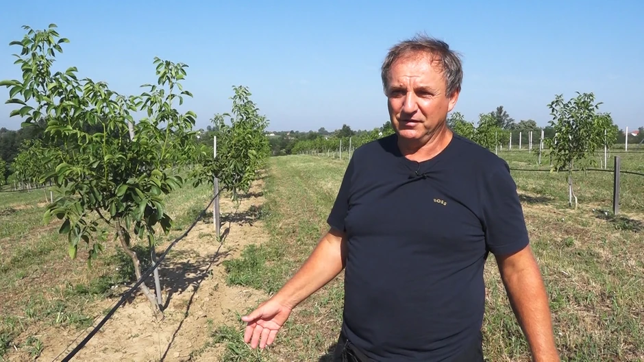 Miodrag Pavlović u svom zasadu