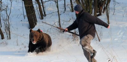 Niedźwiedź dostał dwa strzały i się wnerwił! FOTO