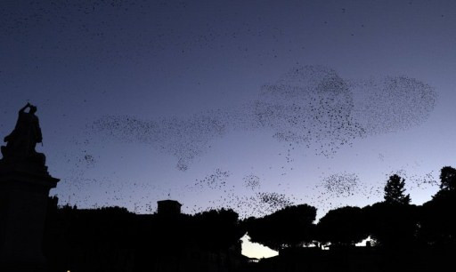 ITALY-ROME-BIRDS-STARLINGS