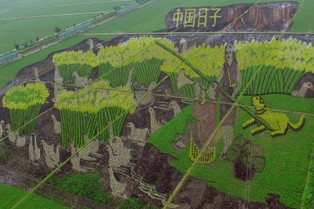 Sztuka 3D na chińskich polach ryżowych. Zobacz niezwykłe zdjęcia