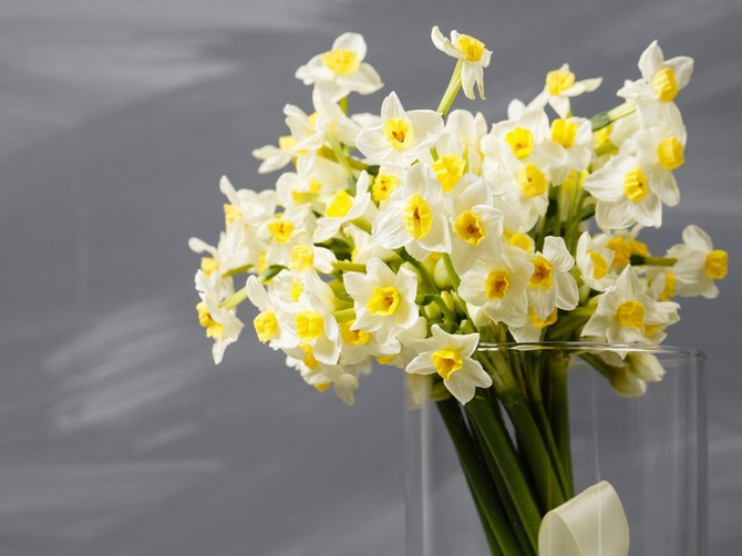 Narcisi