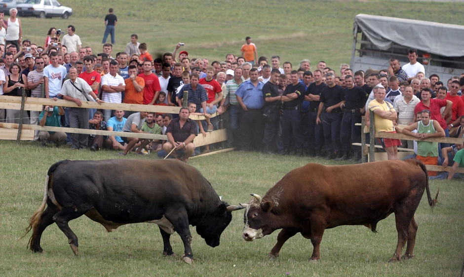 Borba bikova Kocicev zbor Foto RAS Srbija