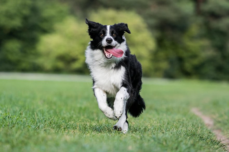 Border collie ©Shutterstock