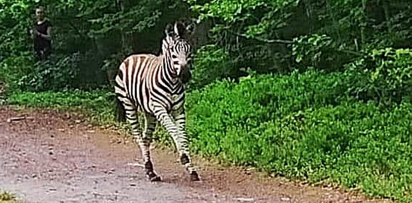 Zebra Buka uciekła sprzed ołtarza