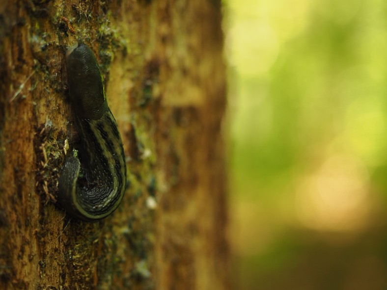 Puszcza Białowieska 