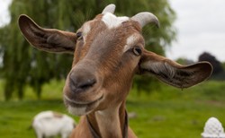 Joga w towarzystwie kóz. Nietypowe zajęcia