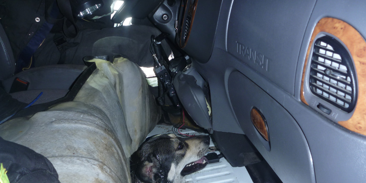 Pies wsadził głowę w dziurę w podłodze samochodu.