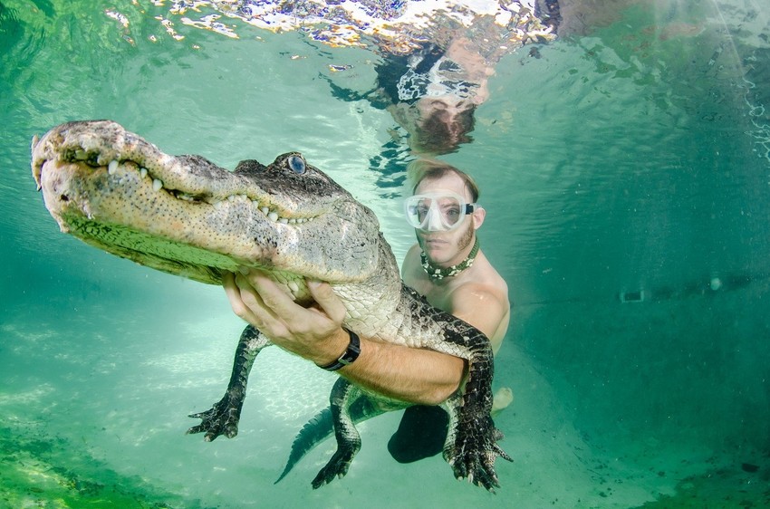 Godišnje spasu i do 200 aligatora