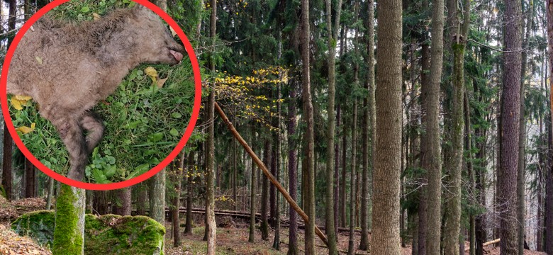 Myśleli, że to młody wilk. Nowy drapieżnik w polskim lesie