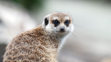 nietypowa akcja zoo w łodzi. karaczan o imieniu twojego "exa" trafi na stół surykatek