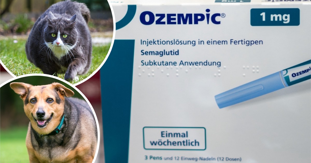 Szykuje się wielki hit! Chcą wypuścić Ozempic dla psów i kotów. Odważysz się go dać swojemu pupilowi?