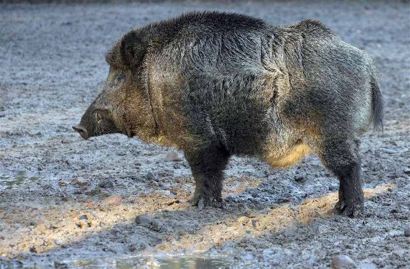 Wściekły dzik ranił dwie osoby w Krakowie