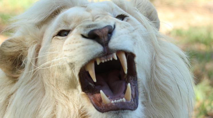 Megszokott közös sétájukon marcangolta halálra két fehér oroszlán gondozójukat Dél-Afrikában./ Fotó: Pexels
