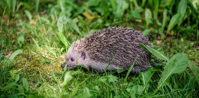 Nastolatkowie z Niemiec wypoczywali na Kaszubach. Zrobili coś strasznego