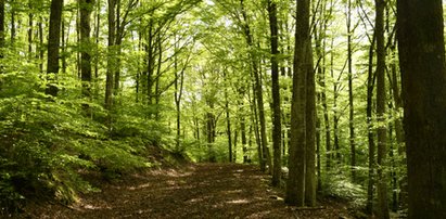 Cyknęli sobie parę fotek w lesie, teraz dostaną mandat