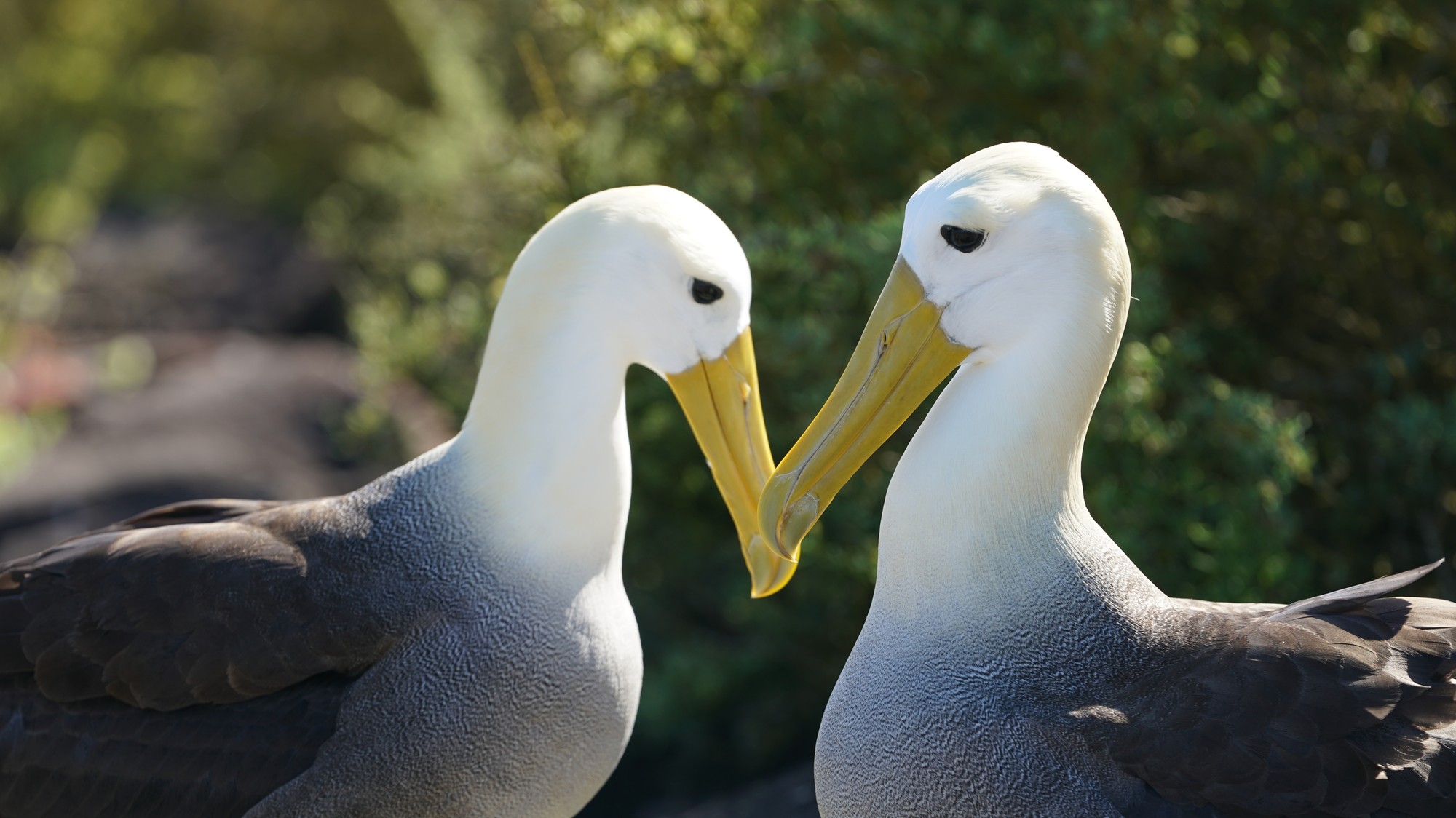 Albatrosie páry sa "rozvádzajú" čoraz častejšie.