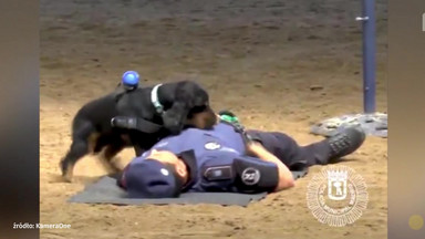 Pies policyjny robi człowiekowi masaż serca