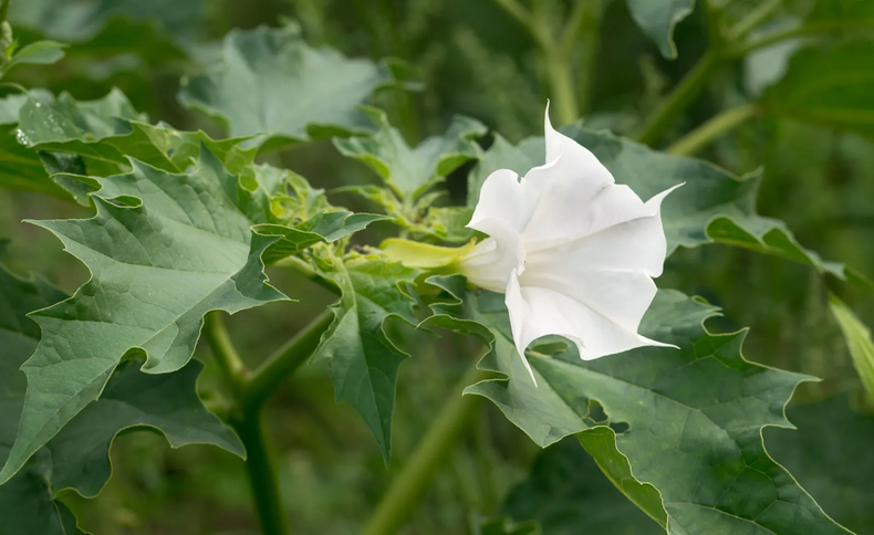 Jimsonweed [Britannica]