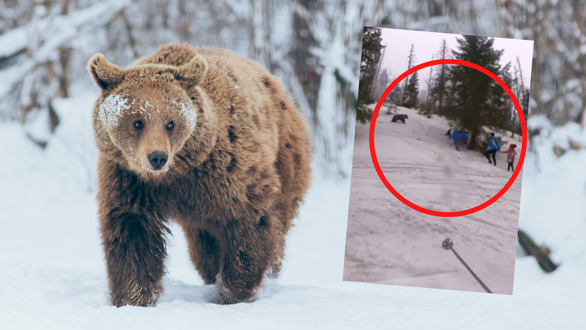 Tatry. Niedźwiedź gonił dzieci. Uciekały z krzykiem [WIDEO]