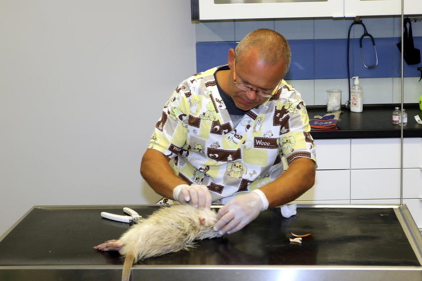 Rybnik. Nutria z rzeki Nacyna straciła długie siekacze