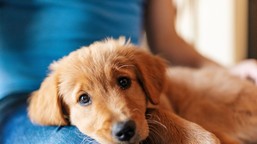 QUIZ dla właścicieli psów. Jeśli masz czworonoga musisz mieć 15/15