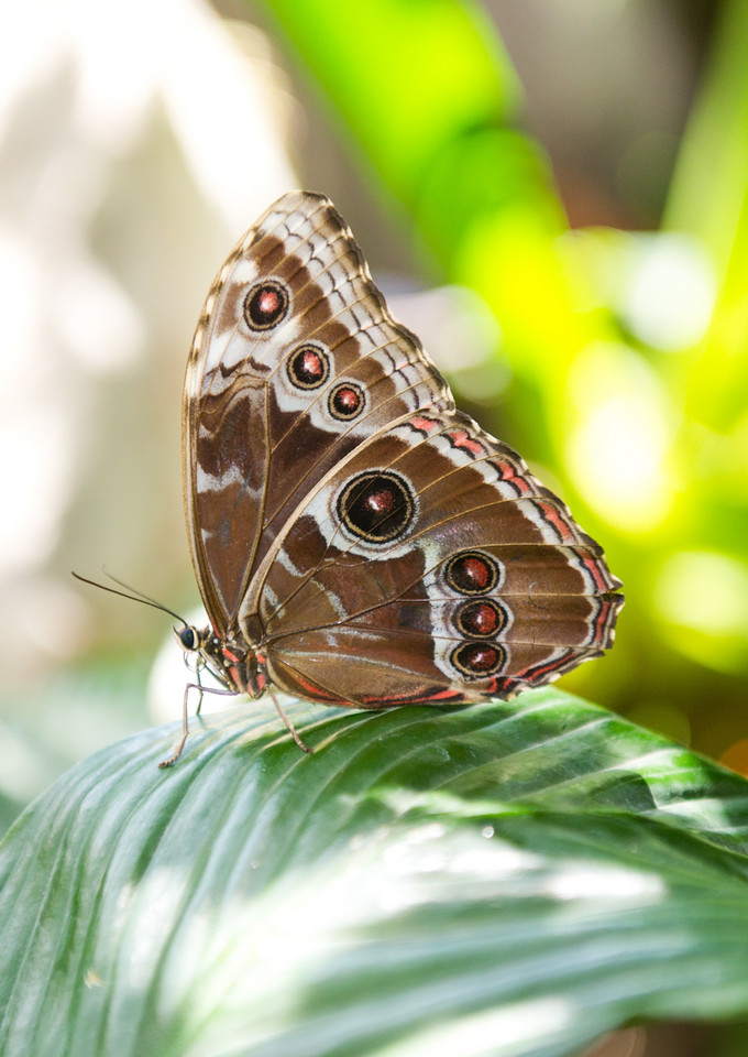 ŁÓDŹ OGRÓD ZOOLOGICZNY MOTYLARNIA