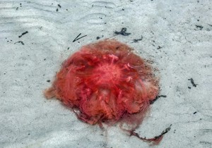 vatrena meduza