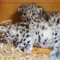 Trzy młode irbisy śnieżne rosną w warszawskim zoo. Na wybieg wyjdą za miesiąc