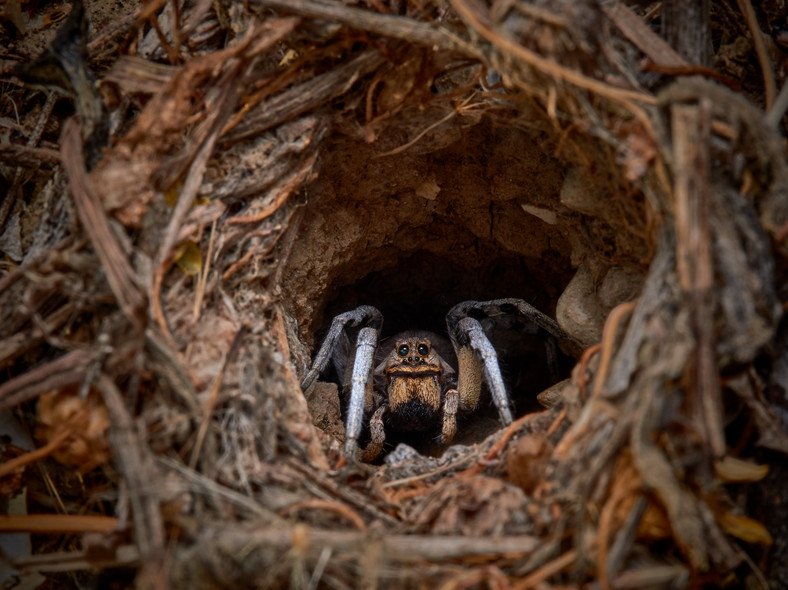 Wolf Spider (Lycosidae)