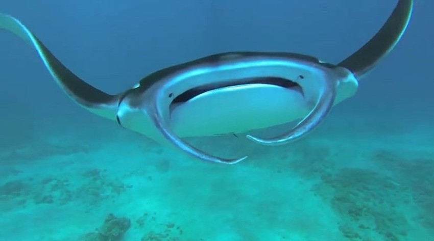 Džinovska đavolja raža oči u oči s roniocem