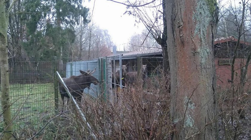 Dramatyczna sytuacja w niemieckim ZOO. Niektóre zwierzęta zostaną zabite