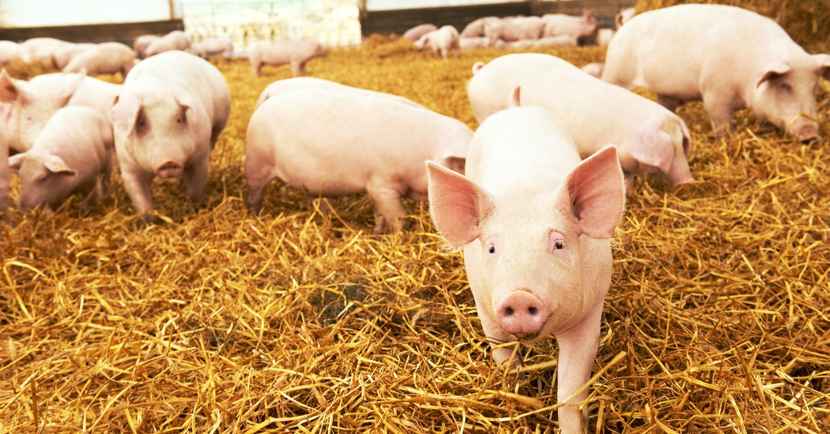 Amerykańscy farmerzy płaczą i liczą gigantyczne straty. Stracili największy na świecie rynek zbytu