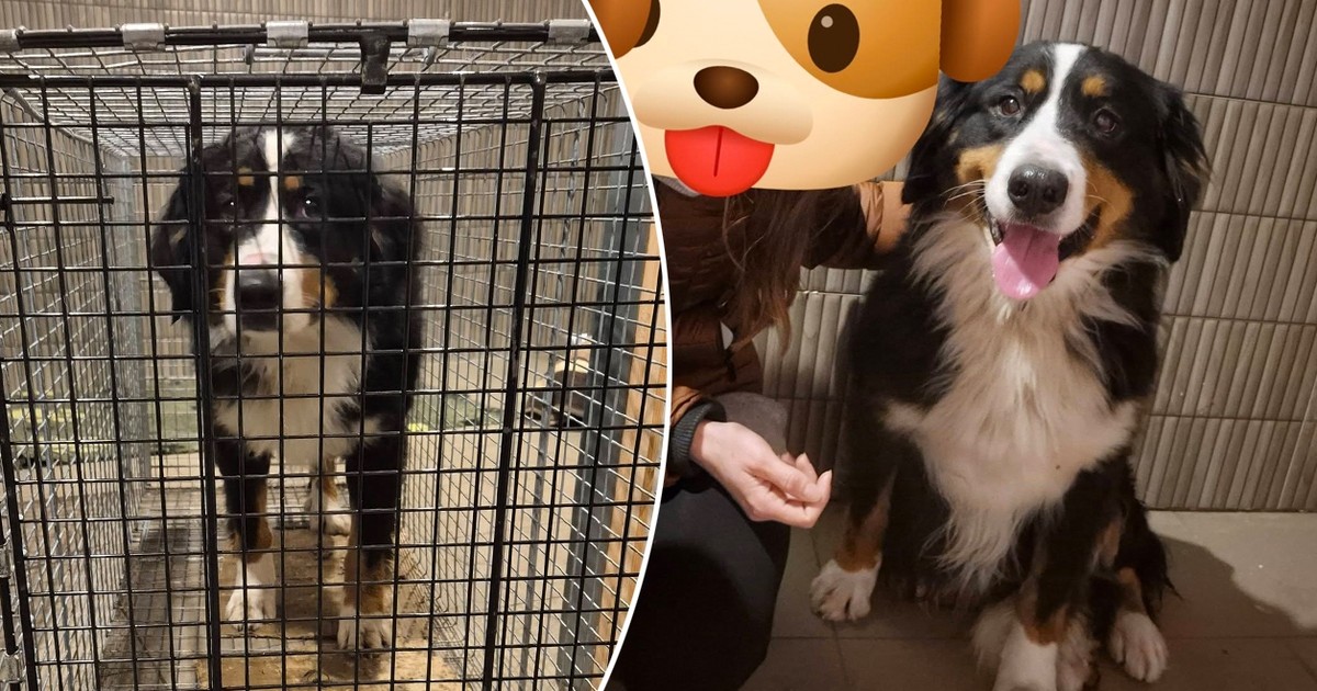 Przez tygodnie szukali zaginionego psa. Odnalazł się 120 km od domu