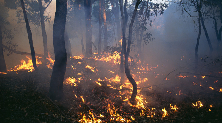 Nyugat-Ausztrália, Darling Range, Perth környéke, Az aboriginek a tűzzel változtatták meg a tájat, hogy felnyissák az erdőt, A tűzkároknak ellenálló fa- és cserjefajták telepedtek meg az erdőkben, a tűz valóban segítette néhány mag csírázását / Fotó: Getty Images