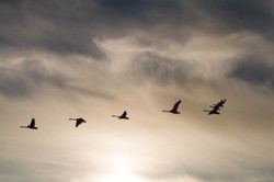 Czy spotkamy czarnego łabędzia? Polexit czy wojna krążą również nad Polską