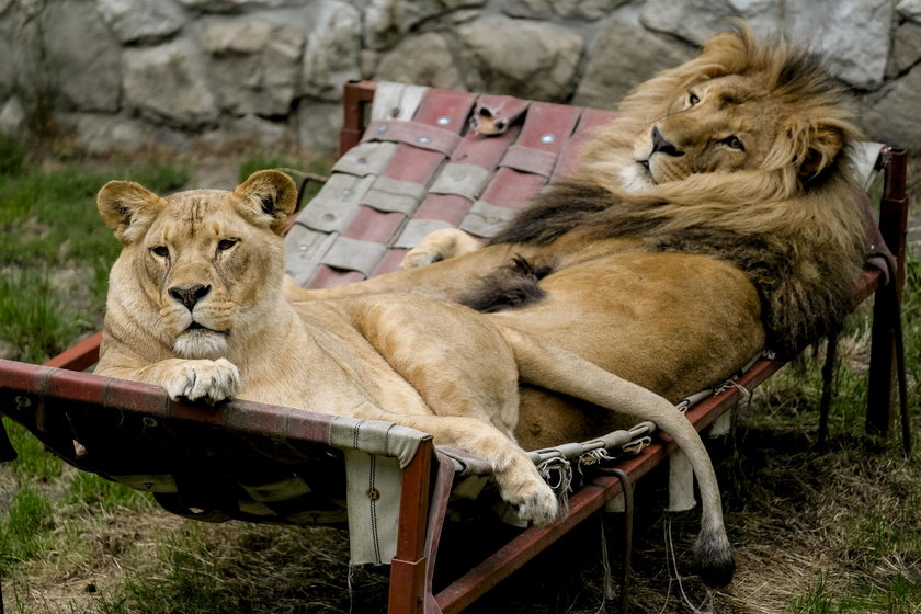 Para lwów wyleguje się na hamaku w śląskim zoo