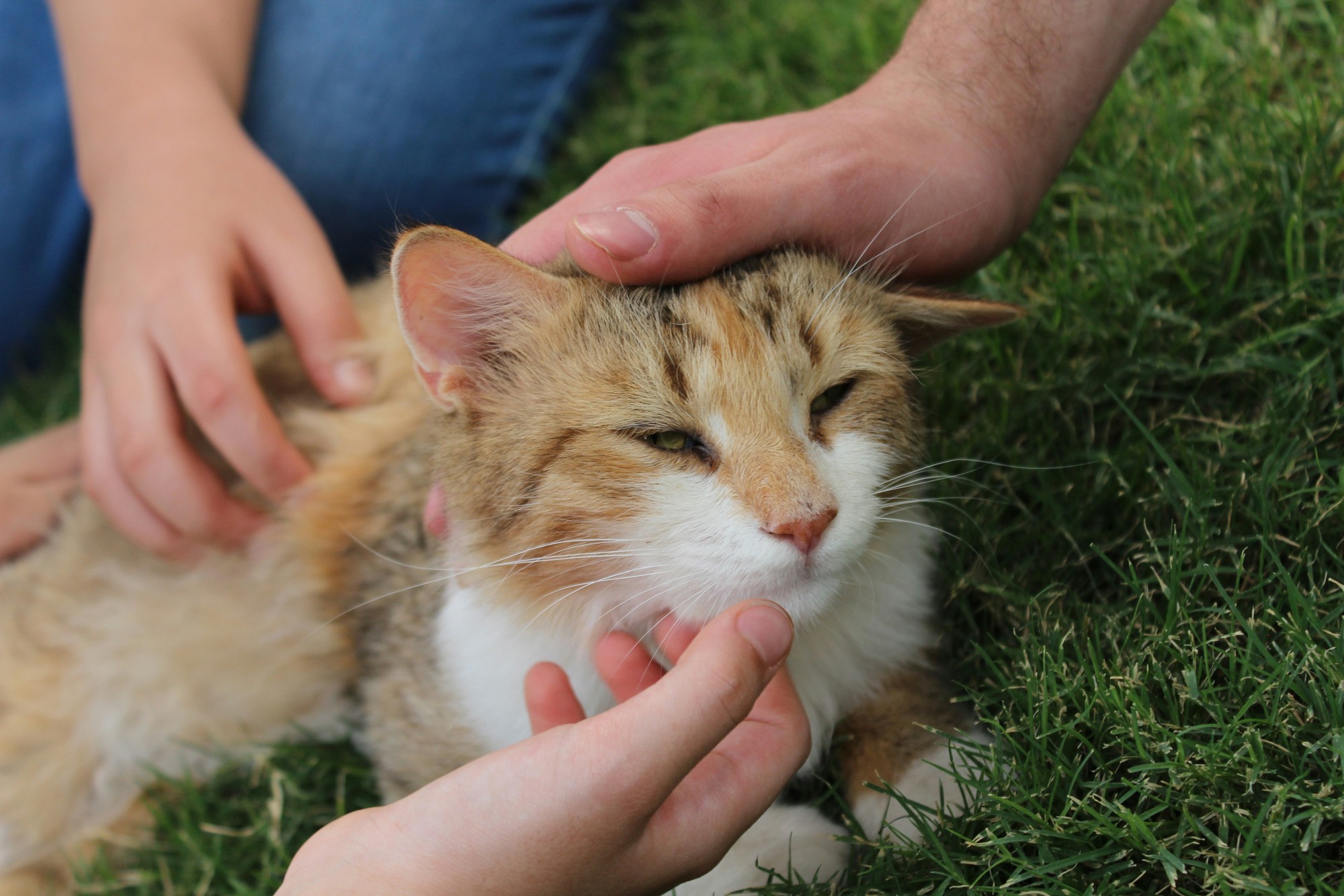 Nový Zéland má jednu z najvyšších mier domácich mačiek na svete.