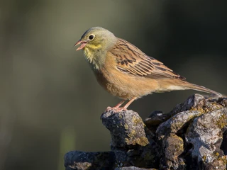 ortolan