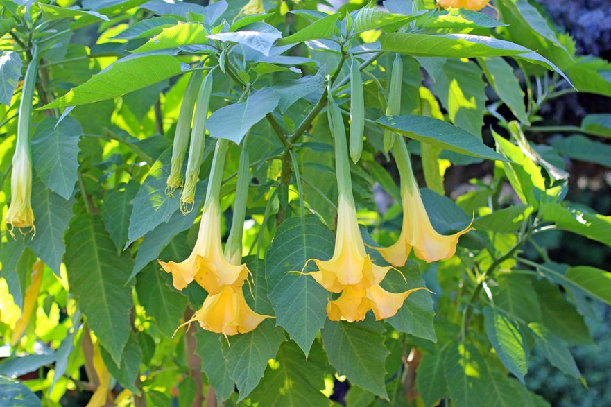 Datura wygląda bardzo efektownie - zbg2/stock.adobe.com