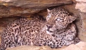 AP_leopard_se_bori_za_zivot_vesti_blic_safe