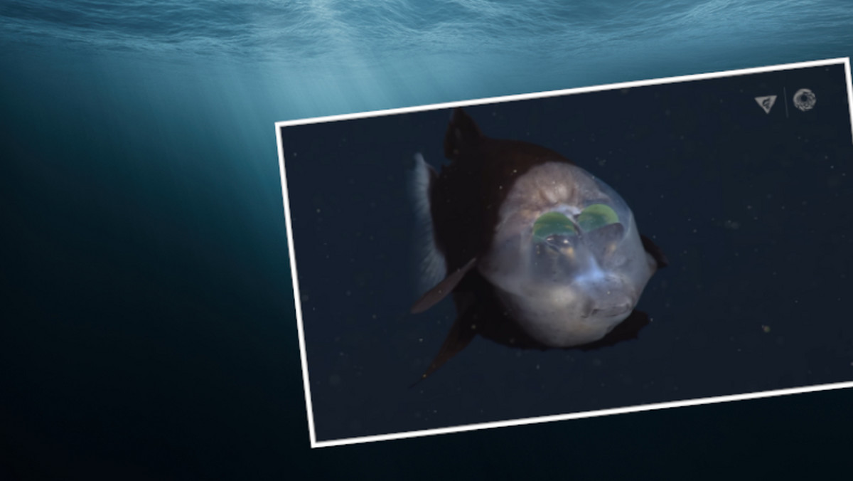 Naukowcy znaleźli rybę z przezroczystą głową. Żyje w ciemnościach [WIDEO]