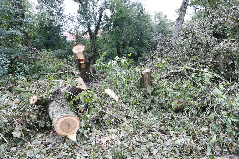 A kidőlt fát keddre már felaprították. Egy nagyjából karvastagságú ág találhatta el az édesanyát. / Fotó: Fuszek Gábor