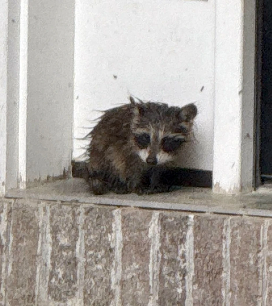 Pronađen pokisli i uplašeni rakun
