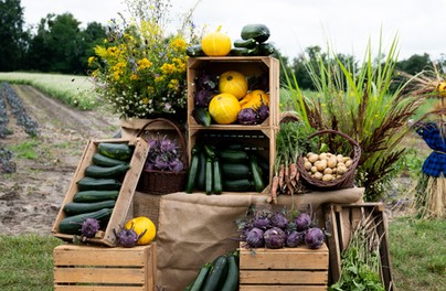Miejska farma rozwija się i produkuje tony warzyw!
