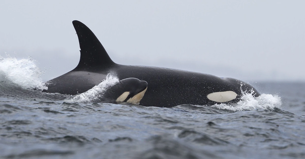 Orki zatopiły jacht u wybrzeży Portugalii. "Uderzały w kadłub przez godzinę"