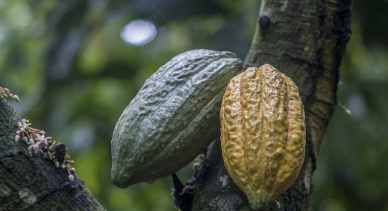 Cocoa pods